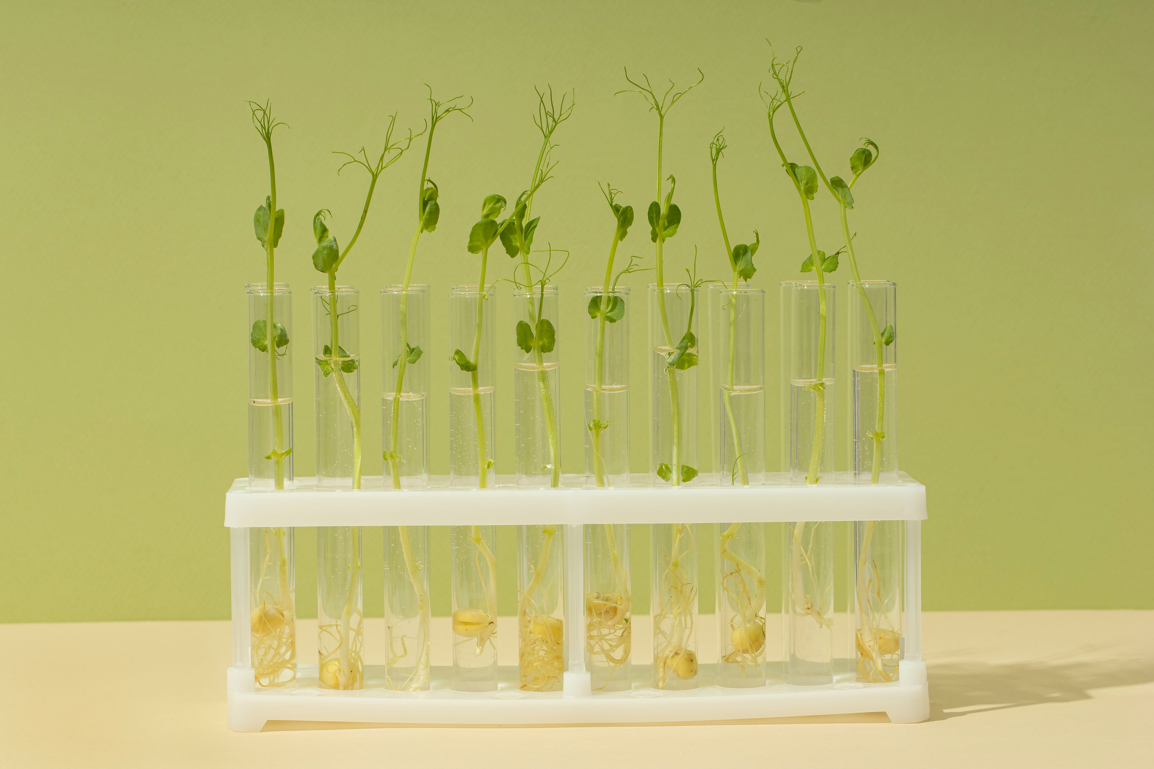 Unlocking the Power of Plant Stem Cell Technology